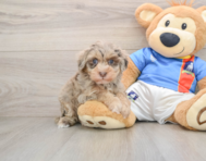 8 week old Havapoo Puppy For Sale - Puppy Love PR