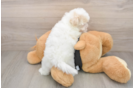 Havapoo Puppy for Adoption
