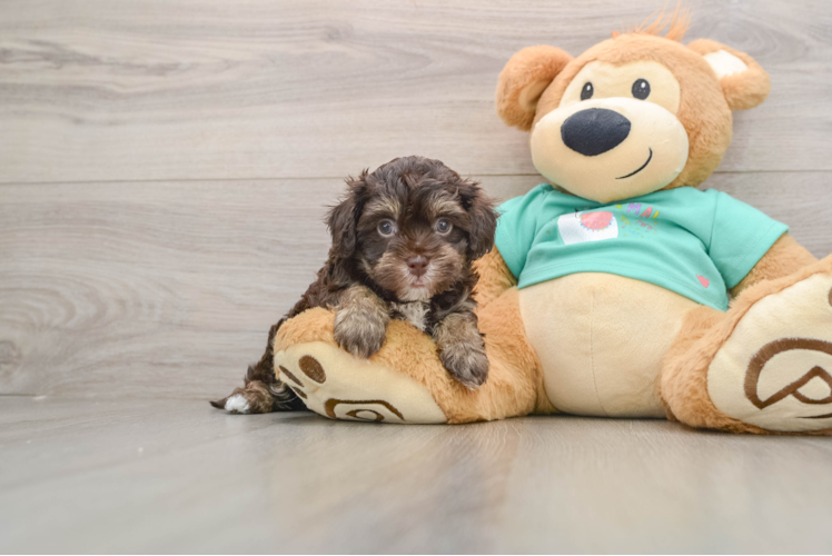 Havapoo Puppy for Adoption