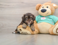 5 week old Havapoo Puppy For Sale - Puppy Love PR