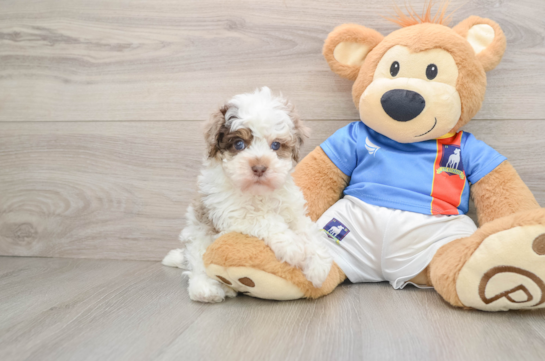 Havapoo Puppy for Adoption