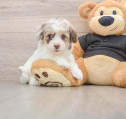 8 week old Havapoo Puppy For Sale - Puppy Love PR