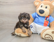 8 week old Havapoo Puppy For Sale - Puppy Love PR