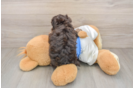 Small Havapoo Baby