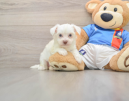 6 week old Morkie Puppy For Sale - Puppy Love PR