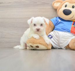 11 week old Morkie Puppy For Sale - Puppy Love PR