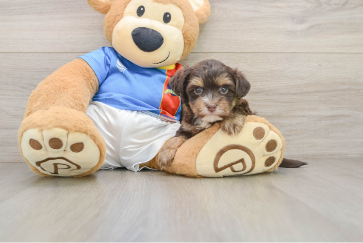 Cute Havashire Mix Pup