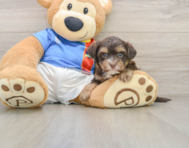 6 week old Morkie Puppy For Sale - Puppy Love PR