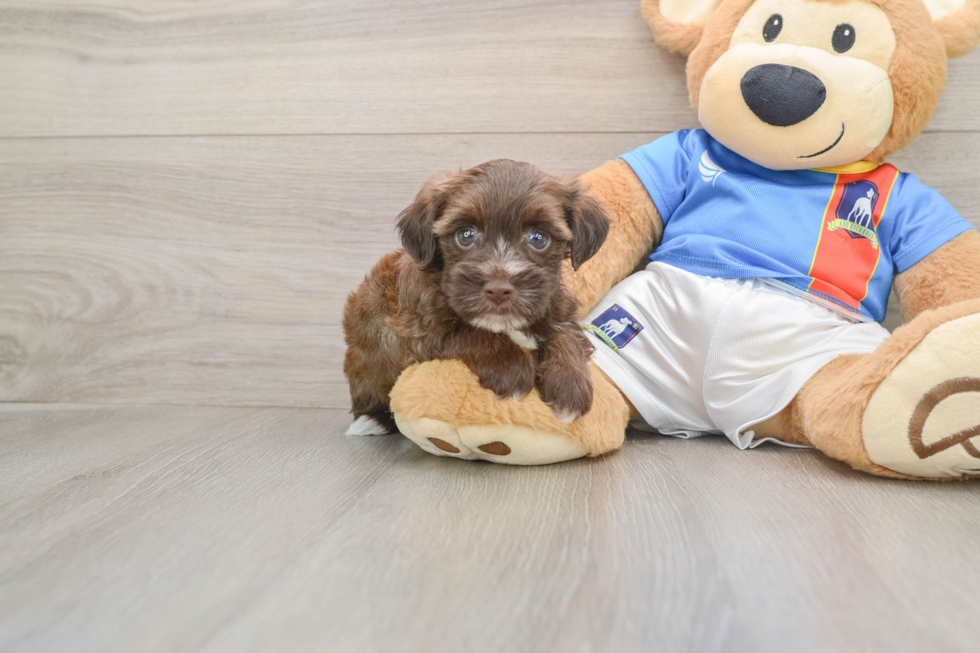 Havashire Puppy for Adoption