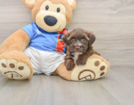 6 week old Morkie Puppy For Sale - Puppy Love PR
