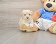 6 week old Morkie Puppy For Sale - Puppy Love PR