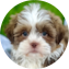 Havashu Puppy For Sale - Puppy Love PR Havashu Puppy For Sale - Puppy Love PR
