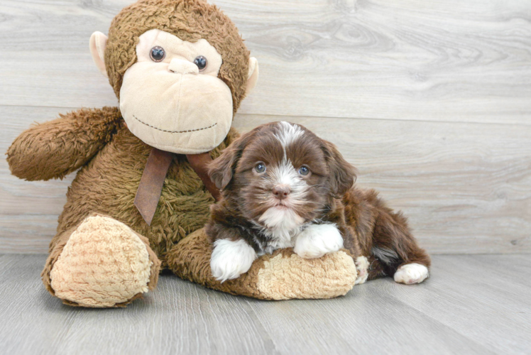 Meet Acorn - our Havashu Puppy Photo 1/3 - Puppy Love PR Havashu Puppy for Adoption