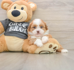6 week old Havashu Puppy For Sale - Puppy Love PR