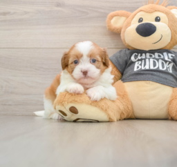 6 week old Havashu Puppy For Sale - Puppy Love PR
