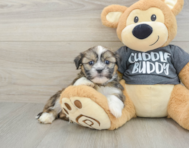 6 week old Havashu Puppy For Sale - Puppy Love PR
