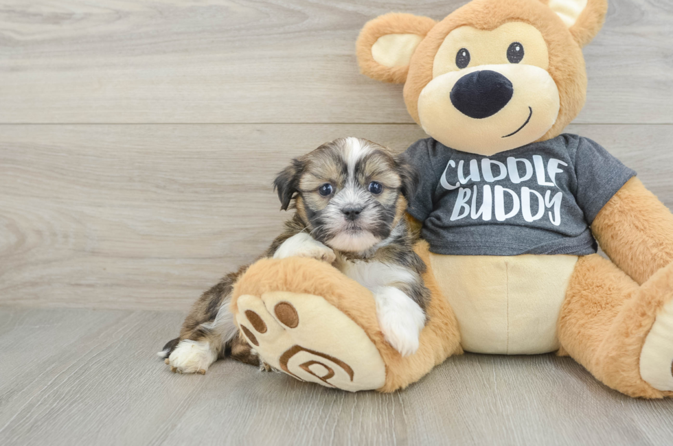 6 week old Havashu Puppy For Sale - Puppy Love PR