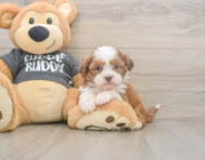 5 week old Havashu Puppy For Sale - Puppy Love PR