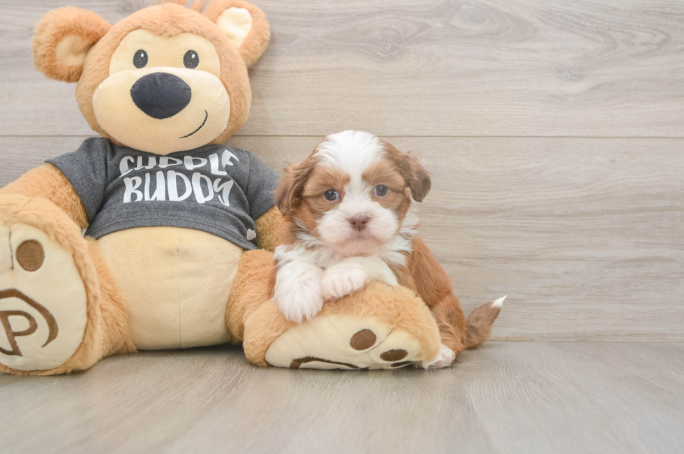 5 week old Havashu Puppy For Sale - Puppy Love PR