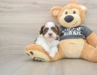 5 week old Havashu Puppy For Sale - Puppy Love PR