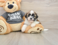 5 week old Havashu Puppy For Sale - Puppy Love PR