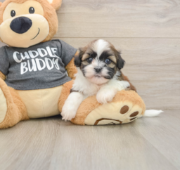 5 week old Havashu Puppy For Sale - Puppy Love PR
