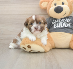 5 week old Havashu Puppy For Sale - Puppy Love PR