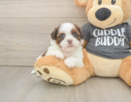 5 week old Havashu Puppy For Sale - Puppy Love PR