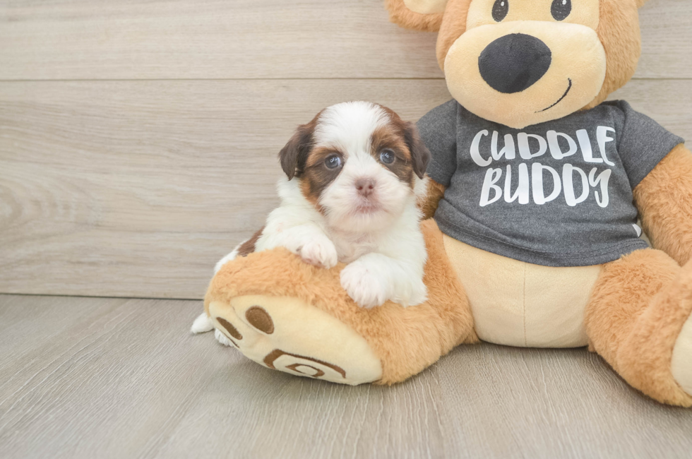 5 week old Havashu Puppy For Sale - Puppy Love PR