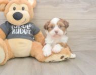 5 week old Havashu Puppy For Sale - Puppy Love PR