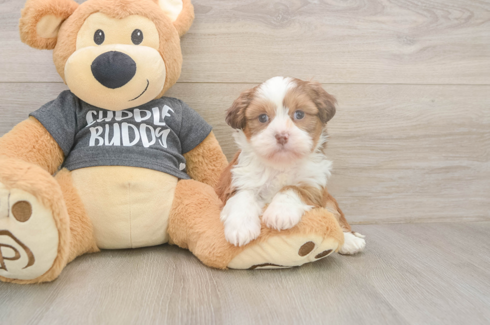 5 week old Havashu Puppy For Sale - Puppy Love PR
