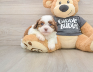 5 week old Havashu Puppy For Sale - Puppy Love PR