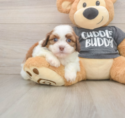 5 week old Havashu Puppy For Sale - Puppy Love PR