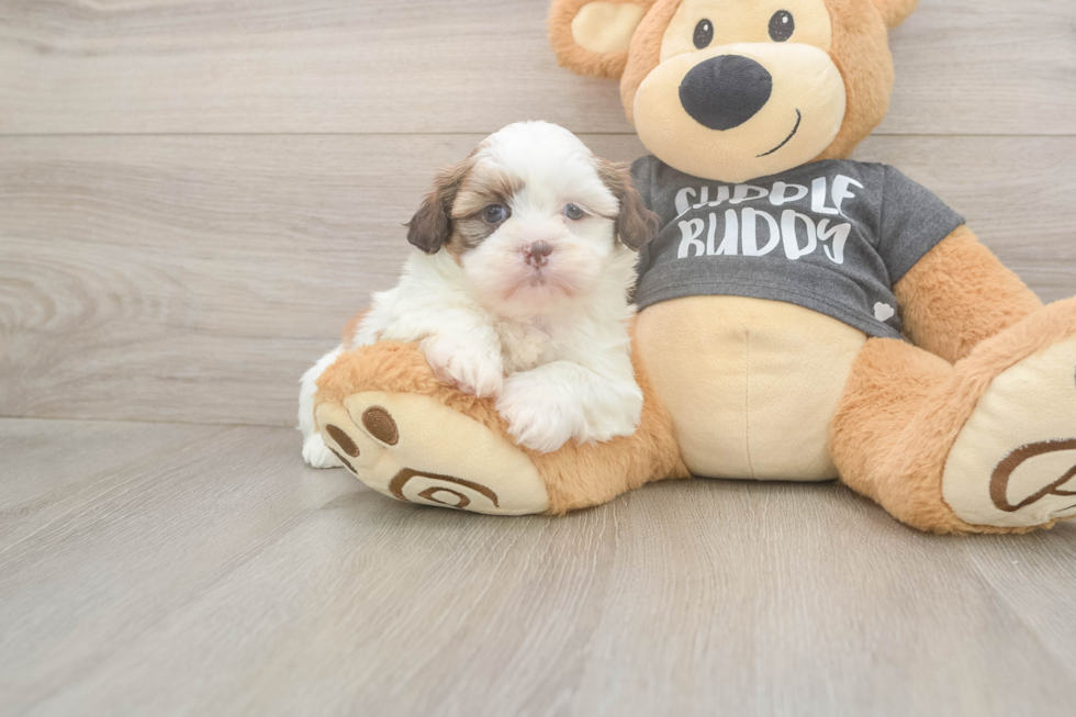 Adorable Havanese Shih Tzu Mix Designer Puppy