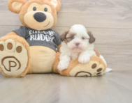 5 week old Havashu Puppy For Sale - Puppy Love PR