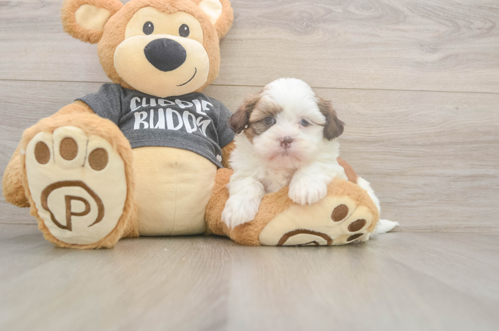 5 week old Havashu Puppy For Sale - Puppy Love PR