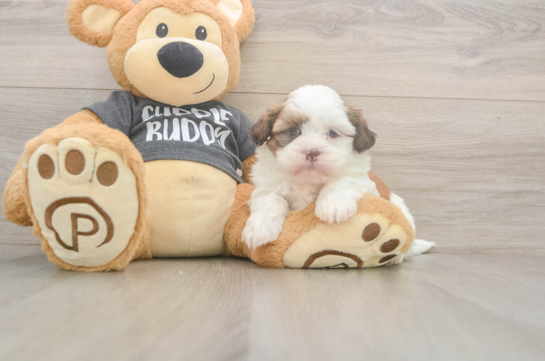 Playful Havanese Shih Tzu Mix Designer Puppy