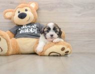 5 week old Havashu Puppy For Sale - Puppy Love PR