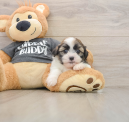 5 week old Havashu Puppy For Sale - Puppy Love PR