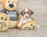 5 week old Havashu Puppy For Sale - Puppy Love PR