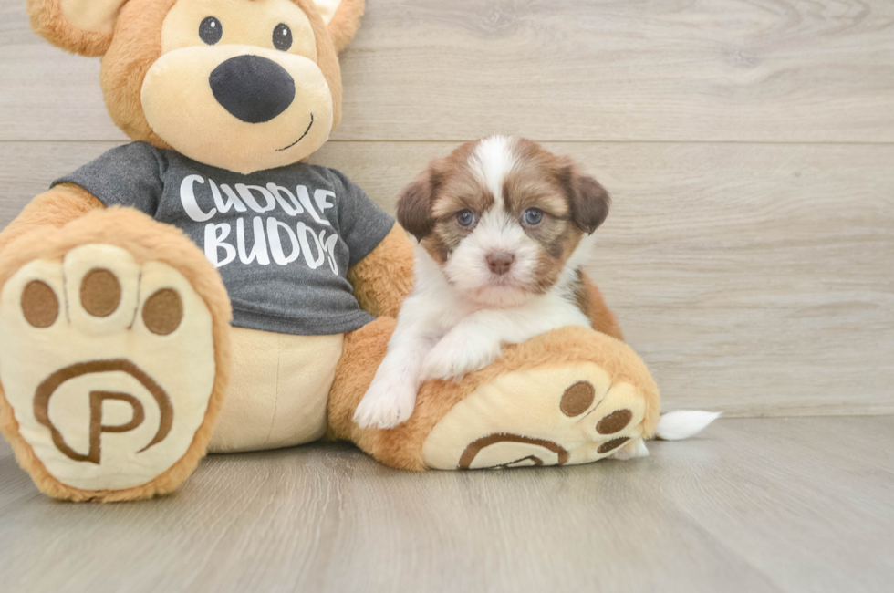 5 week old Havashu Puppy For Sale - Puppy Love PR