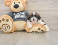 5 week old Havashu Puppy For Sale - Puppy Love PR