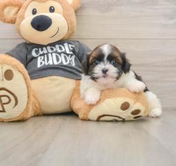 5 week old Havashu Puppy For Sale - Puppy Love PR