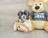 6 week old Havashu Puppy For Sale - Puppy Love PR