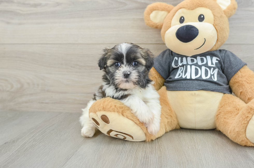 6 week old Havashu Puppy For Sale - Puppy Love PR