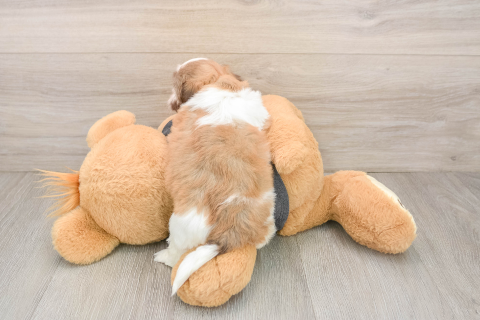 Funny Havashu Designer Pup