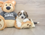 5 week old Havashu Puppy For Sale - Puppy Love PR