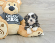 6 week old Havashu Puppy For Sale - Puppy Love PR