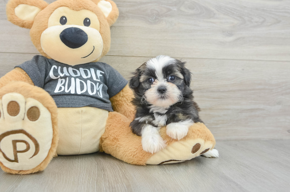 6 week old Havashu Puppy For Sale - Puppy Love PR