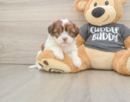 5 week old Havashu Puppy For Sale - Puppy Love PR